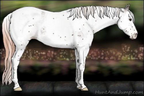 Horse Color:White Spotted Liver Chestnut Splash Tobiano 