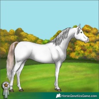 Horse Color:White Spotted Amber Champagne Varnish 