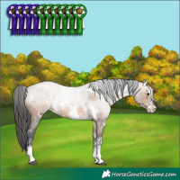 Horse Color:White Spotted Brown Dun Sabino Rabicano