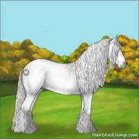 Horse Color:Gray White Spotted Silver Black 