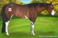 Horse Color:Brown Sabino Rabicano 
