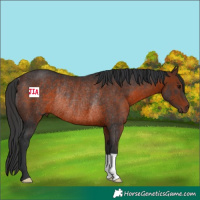 Horse Color:Brown Rabicano