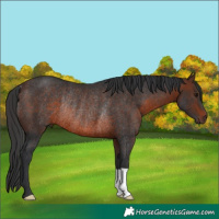 Horse Color:Brown Rabicano 