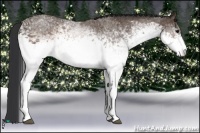 Horse Color:White Spotted Brown 