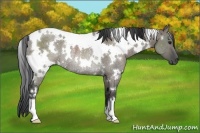 Horse Color:White Spotted Grullo Rabicano