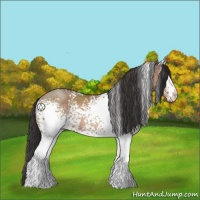 Horse Color:White Spotted Sable Champagne 