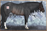 Horse Color:Brown Rabicano 