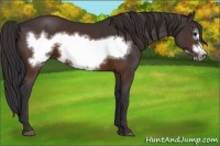 Horse Color:Buckskin Frame 