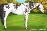 Horse Color:White Spotted Buckskin Appaloosa 