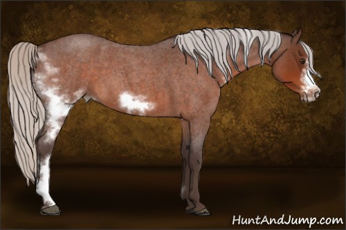 Horse Color:White Spotted Silver Brown Roan Frame 