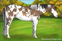 Horse Color:White Spotted Buckskin Splash Frame 