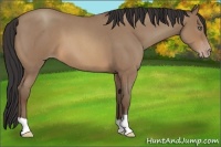 Horse Color:Sable Champagne Roan 