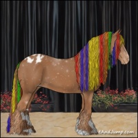 Horse Color:Painted Chestnut Appaloosa 