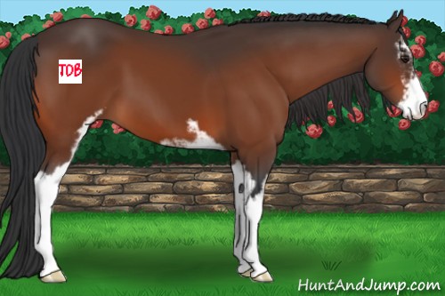 Horse Color:Brown Sabino