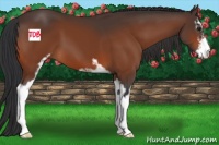 Horse Color:Brown Sabino 