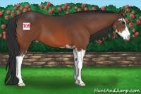 Horse Color:Bay Sabino