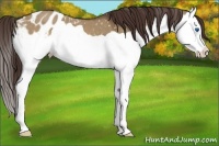 Horse Color:Buckskin Dun Splash Appaloosa 