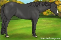 Horse Color:Smoky Black Frame 