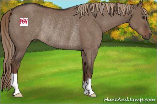 Horse Color:Liver Red Dun Rabicano 