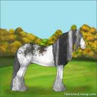 Horse Color:White Spotted Black
