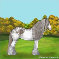 Horse Color:White Spotted Silver Black 