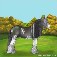 Horse Color:White Spotted Black 