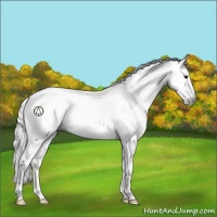 Horse Color:Gray Silver Black Sabino