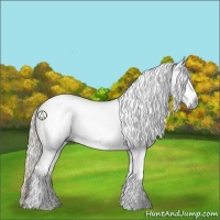 Horse Color:Gray Silver Black Sabino