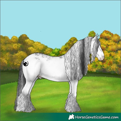Horse Color:White Spotted Black Rabicano 