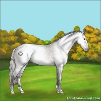 Horse Color:Gray Silver Black 