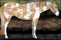 Horse Color:White Spotted Chestnut Sabino