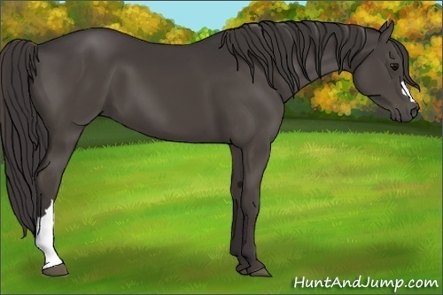 Horse Color:Smoky Black