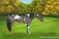 Horse Color:White Spotted Black 