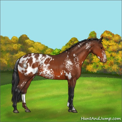 Horse Color:White Spotted Bay Appaloosa 