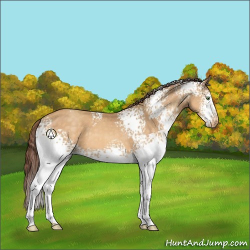 Horse Color:White Spotted Sable Cream Champagne Appaloosa