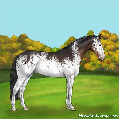 Horse Color:White Spotted Brown Appaloosa 