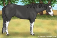 Horse Color:Smoky Black Splash