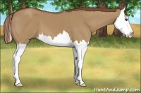 Horse Color:Red Dun Splash 