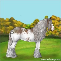 Horse Color:White Spotted Silver Black 