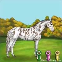 Horse Color:White Spotted Silver Black Appaloosa 
