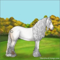 Horse Color:Gray Silver Buckskin 