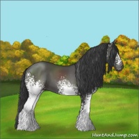 Horse Color:White Spotted Black 