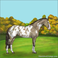 Horse Color:White Spotted Smoky Grullo Splash Appaloosa Rabicano 