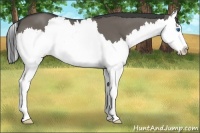 Horse Color:Smoky Grullo Splash