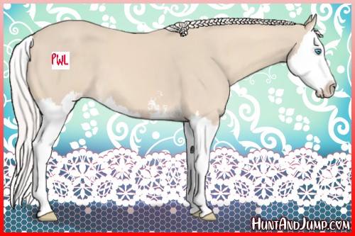 Horse Color:Cremello Sabino Splash 