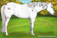 Horse Color:Liver Chestnut Sabino Splash Rabicano