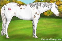 Horse Color:Chocolate Palomino Sabino Splash