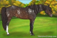 Horse Color:White Spotted Buckskin Appaloosa 