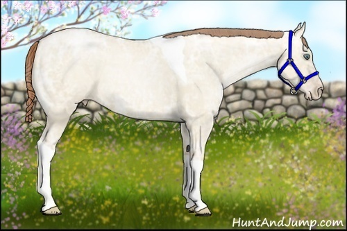 Horse Color:Smoky Grullo Ice Pearl Tobiano 