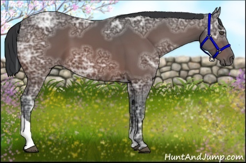 Horse Color:Bay Ice Tobiano